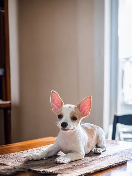ชิวาวา (Chihuahua) เล็ก ชิวาวาลูกเสี้ยวปอม (หญิง)