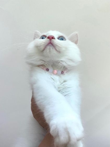 ลูกแมวสก็อตติช สีขาว ตาฟ้า ขนยาว ดช. 3 เดือน ราคาแบ่งเบาประชากรแมวว รูปที่ 6