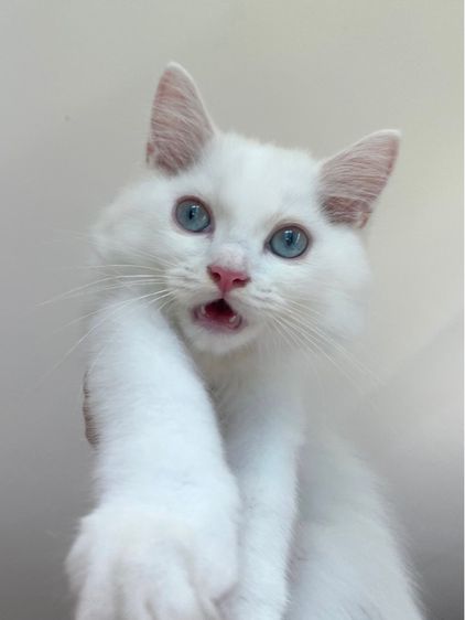 🔴ติดจอง ลูกแมวสก็อตติช สีขาว ตาฟ้า ขนยาว ดช. 3 เดือน ราคาแบ่งเบาประชากรแมวว รูปที่ 7