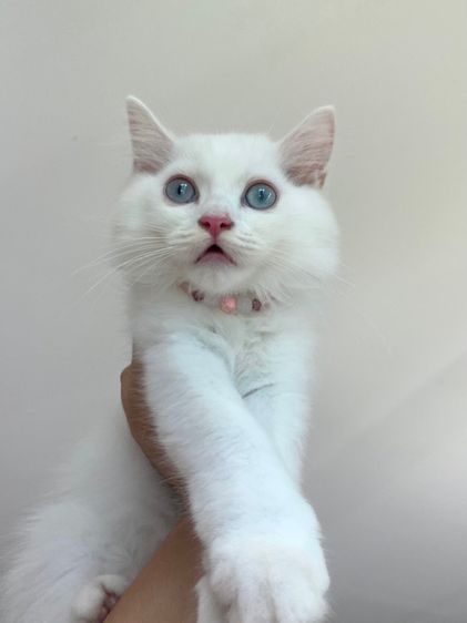 ลูกแมวสก็อตติช สีขาว ตาฟ้า ขนยาว ดช. 3 เดือน ราคาแบ่งเบาประชากรแมวว รูปที่ 4