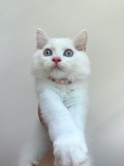 ลูกแมวสก็อตติช สีขาว ตาฟ้า ขนยาว ดช. 3 เดือน ราคาแบ่งเบาประชากรแมวว รูปที่ 5