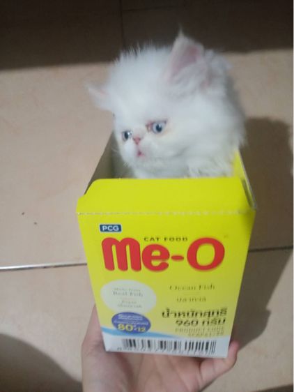 ขายลูกแมวเปอร์เซียสีขาวล้วนตาสีฟ้า รูปที่ 3