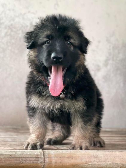 เยอรมันเชพเพิร์ด  แท้  (เปิดจองลูกสุนัข) shepherd dog รูปที่ 3