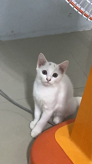 เปอร์เซีย (Persian) แมวขาว