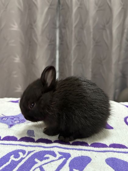 กระต่ายND รูปที่ 4