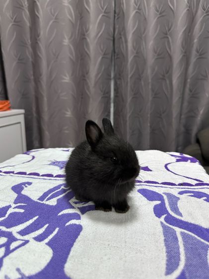 กระต่ายND รูปที่ 3