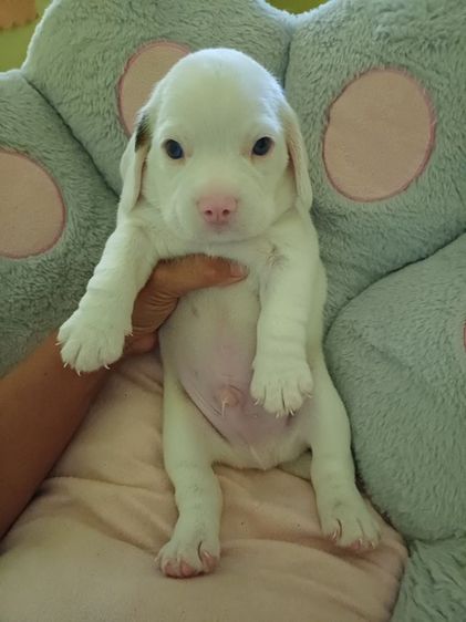 สุนัขบีเกิ้ลสีขาว รูปที่ 3