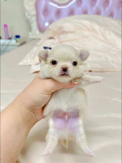 ชิวาวา (Chihuahua) หมาพันธุ์เล็ก