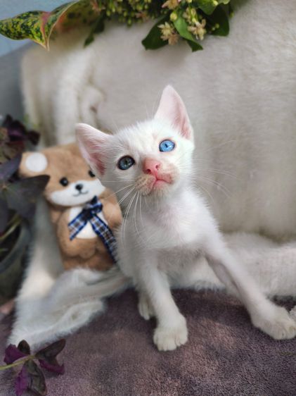 แมวขาวมณีตา2สี เพศผู้ รูปที่ 2