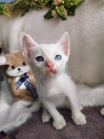 แมวขาวมณีตา2สี เพศผู้ รูปที่ 4