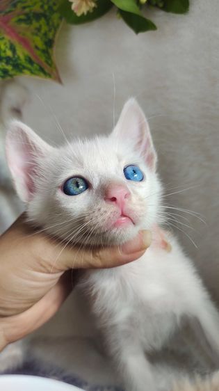 แมวขาวมณีตา2สี เพศผู้ รูปที่ 1