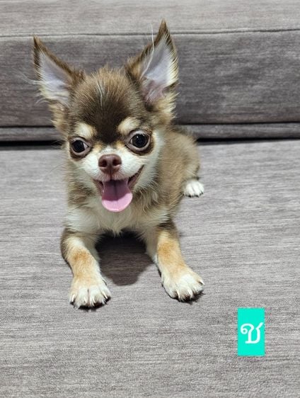 ชิวาวา (Chihuahua) เล็ก ลูกสุนัขเลี้ยงเองที่บ้านสุขภาพแข็งแรงทุกตัว วัคซีน ถ่ายพยาธิเรียบร้อย