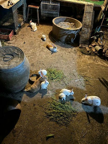 ขายกระต่ายพันธ์ไทย. เขตสุพรรณบุรี. คนซื้อมารับเองค่ะ รูปที่ 6