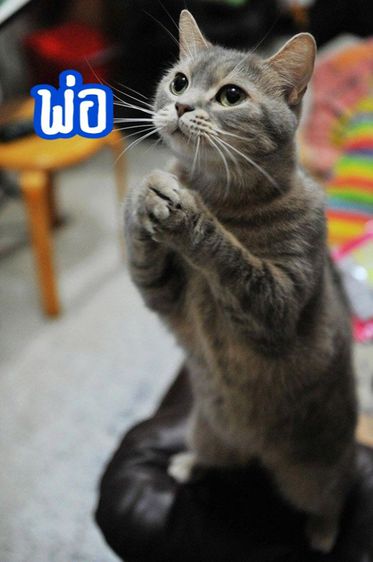 ลูกแมวสก๊อตติชผสมอเมริกันช็อตแฮร์ รูปที่ 10