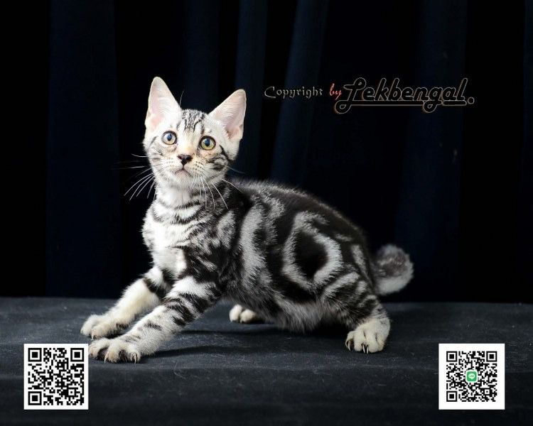 ขายลูกแมว อเมริกันชอตแฮร์ American Shorthair อายุ 2.5 เดือน สีซิลเวอร์  รูปที่ 8