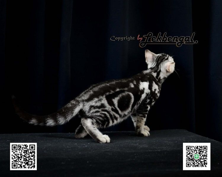 ขายลูกแมว อเมริกันชอตแฮร์ American Shorthair อายุ 2.5 เดือน สีซิลเวอร์  รูปที่ 7