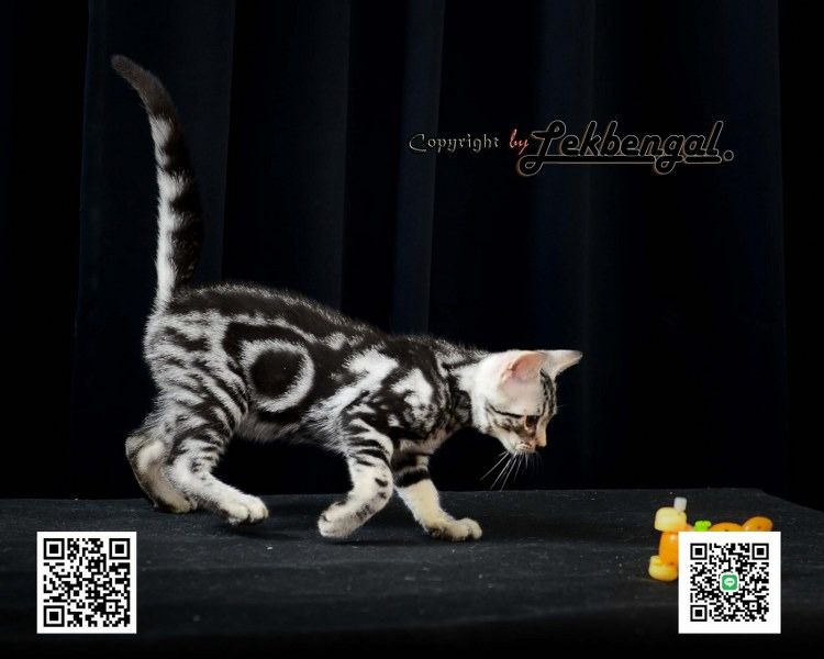 ขายลูกแมว อเมริกันชอตแฮร์ American Shorthair อายุ 2.5 เดือน สีซิลเวอร์  รูปที่ 6