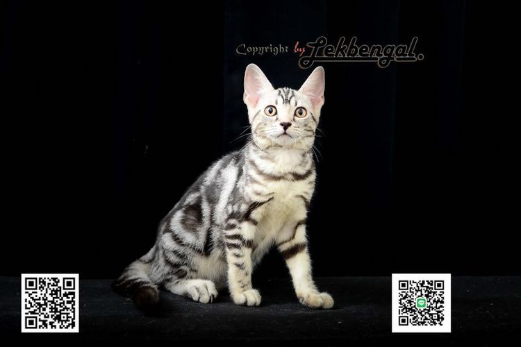 ขายลูกแมว อเมริกันชอตแฮร์ American Shorthair อายุ 2.5 เดือน สีซิลเวอร์  รูปที่ 3