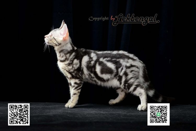 ขายลูกแมว อเมริกันชอตแฮร์ American Shorthair อายุ 2.5 เดือน สีซิลเวอร์  รูปที่ 4