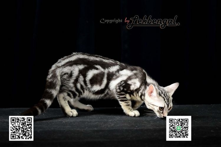 ขายลูกแมว อเมริกันชอตแฮร์ American Shorthair อายุ 2.5 เดือน สีซิลเวอร์  รูปที่ 2
