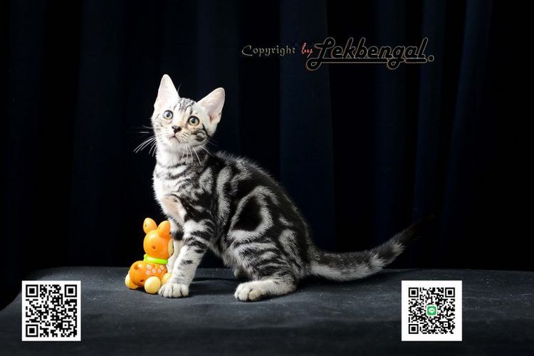 ขายลูกแมว อเมริกันชอตแฮร์ American Shorthair อายุ 2.5 เดือน สีซิลเวอร์  รูปที่ 9