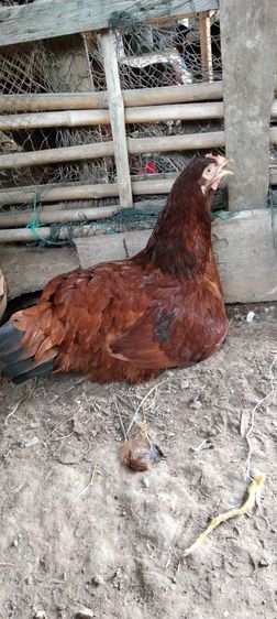 ไก่ไข่สายพันธุ์ต่างประเทศโรสแดง รูปที่ 8