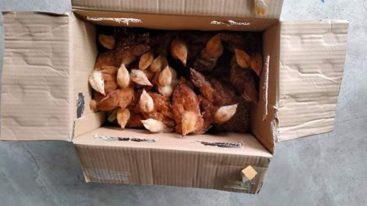 ไก่ไข่สายพันธุ์ต่างประเทศโรสแดง รูปที่ 13