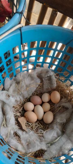 ไก่ไข่สายพันธุ์ต่างประเทศโรสแดง รูปที่ 3