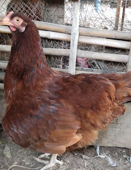 ไก่ไข่สายพันธุ์ต่างประเทศโรสแดง รูปที่ 9