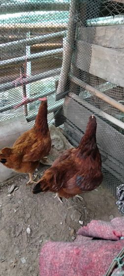 ไก่ไข่สายพันธุ์ต่างประเทศโรสแดง รูปที่ 4