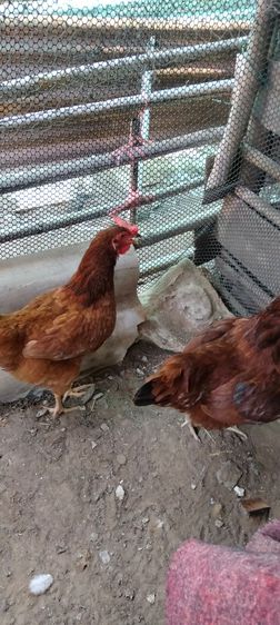 ไก่ไข่สายพันธุ์ต่างประเทศโรสแดง รูปที่ 7