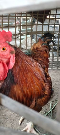 ไก่ไข่สายพันธุ์ต่างประเทศโรสแดง รูปที่ 6