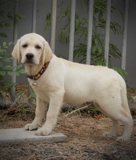 ลาบาดอ (Labrador) ใหญ่ เด็กชายฟีโน่ พร้อมย้ายบ้าน ลูกสุนัขพันธุ์ลาบราดอร์สายเลือดไทยแชมป์ พ่อแม่นำเข้า