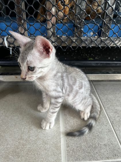 ขายน้องแมวเบงกอล สี Silver อายุ 2 เดือน (มี 2 ตัวค่ะ) รูปที่ 3