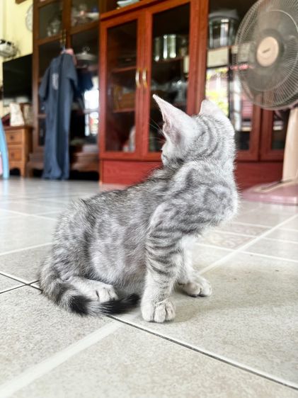 ขายน้องแมวเบงกอล สี Silver อายุ 2 เดือน (มี 2 ตัวค่ะ) รูปที่ 6
