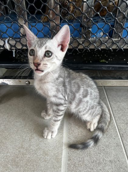 ขายน้องแมวเบงกอล สี Silver อายุ 2 เดือน (มี 2 ตัวค่ะ) รูปที่ 4