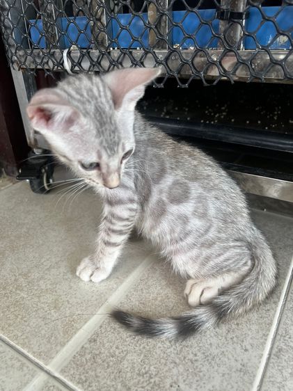 ขายน้องแมวเบงกอล สี Silver อายุ 2 เดือน (มี 2 ตัวค่ะ) รูปที่ 5