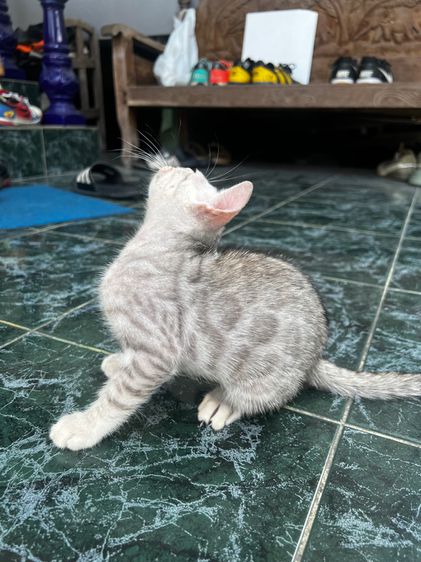 ขายน้องแมวเบงกอล สี Silver อายุ 2 เดือน (มี 2 ตัวค่ะ) รูปที่ 9