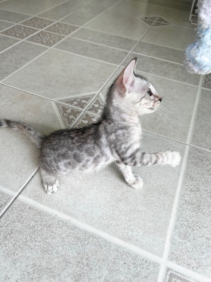 ขายน้องแมวเบงกอล สี Silver อายุ 2 เดือน (มี 2 ตัวค่ะ) รูปที่ 7