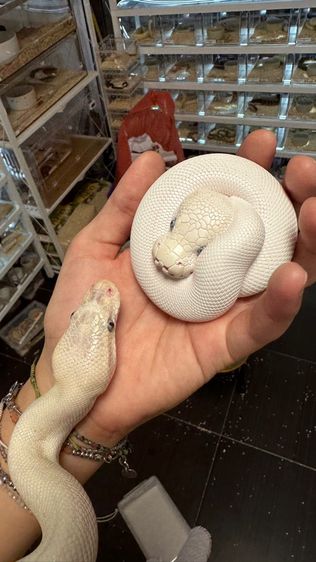 1.0 Super mojave pastel poss butter y21 1.2kg proven รูปที่ 5