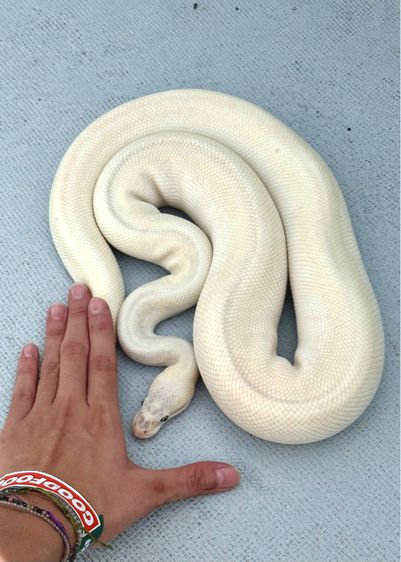 1.0 Super mojave pastel poss butter y21 1.2kg proven รูปที่ 3