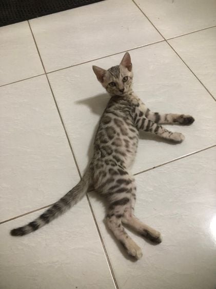เบงกอล (Bengal House Cat) ดช silver 