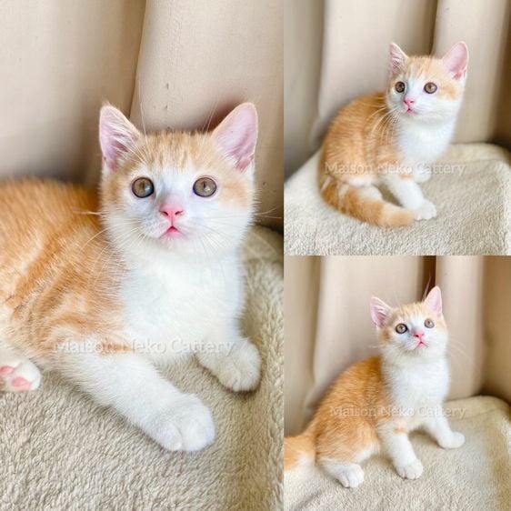 แมวส้ม ตัวผู้ ส้มขาว สก็อตติช หูตั้ง น่ารัก รูปที่ 1