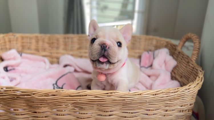 เฟรนบลูด็อก (French bulldog) เล็ก น้องเฟรนช์บลูด็อก สีครีม