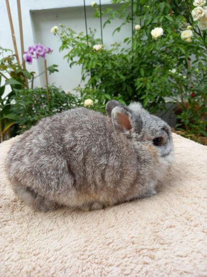 กระต่ายสายพันธุ์ ND สีชินชิล่า เพศผู้   อายุ 1 ปี   รูปที่ 2