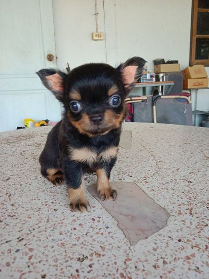 ชิวาวา (Chihuahua) เล็ก ชิวาว่าเพศเมีย
