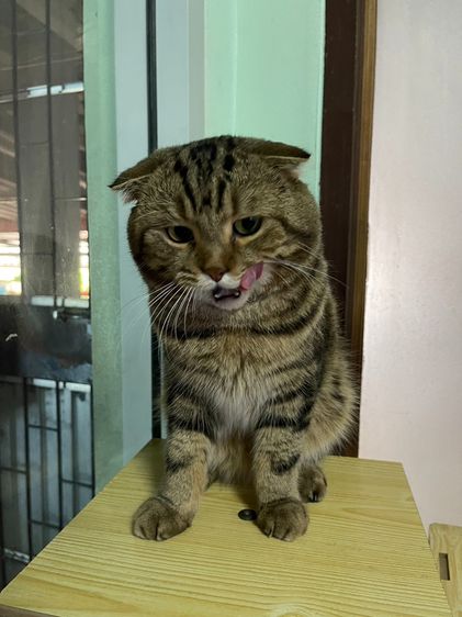 รับผสมพ่อพันธุ์สก็อตติชโฟลด์แท้ครับ รูปที่ 3