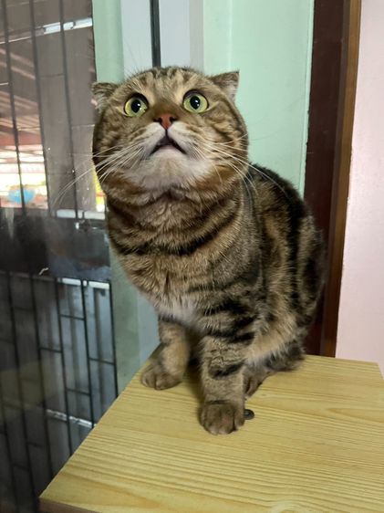 รับผสมพ่อพันธุ์สก็อตติชโฟลด์แท้ครับ รูปที่ 9