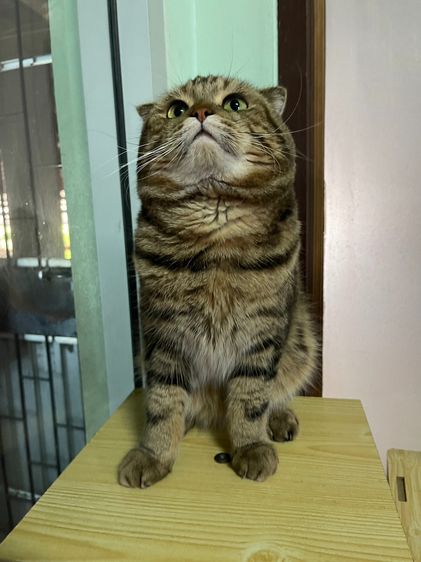 รับผสมพ่อพันธุ์สก็อตติชโฟลด์แท้ครับ รูปที่ 7