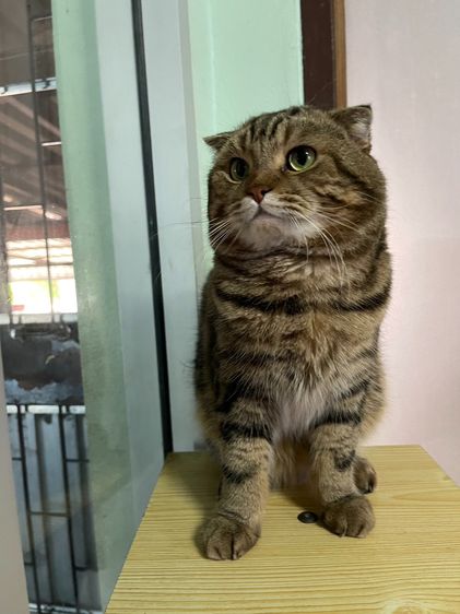 รับผสมพ่อพันธุ์สก็อตติชโฟลด์แท้ครับ รูปที่ 2